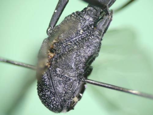 Gasteruption caucasicum